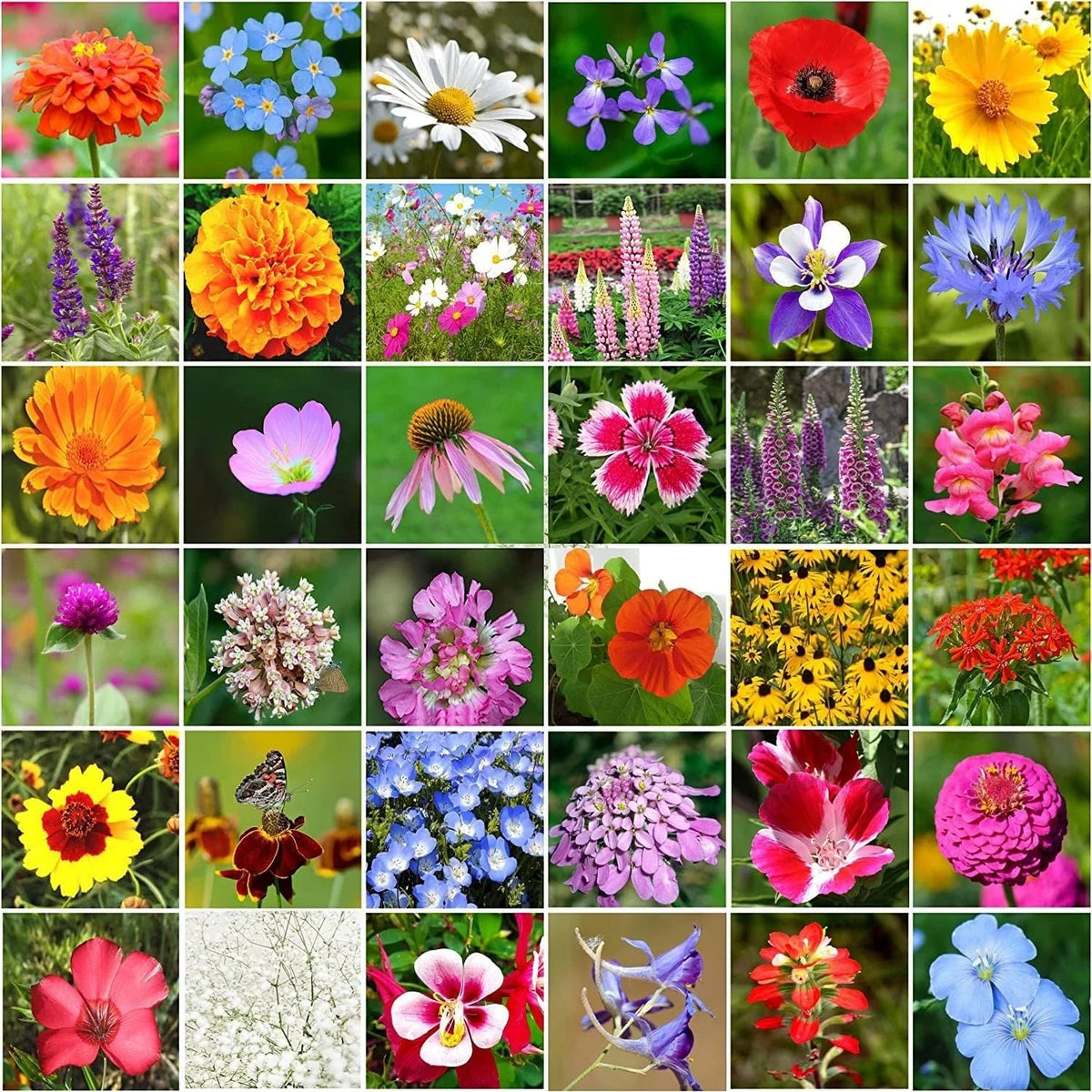 Wildflower Seeds Bulk Pack - 10,000+ Seeds, 34 Perennial Varieties for Gardens and Pollinators