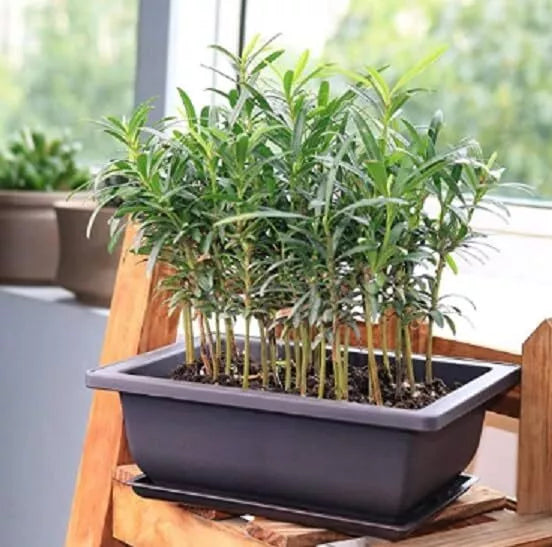 Willow Bonsai Tree Forest Kit - 15 Salix spp. Trees in 8 Inch Pot with Tray and Soil