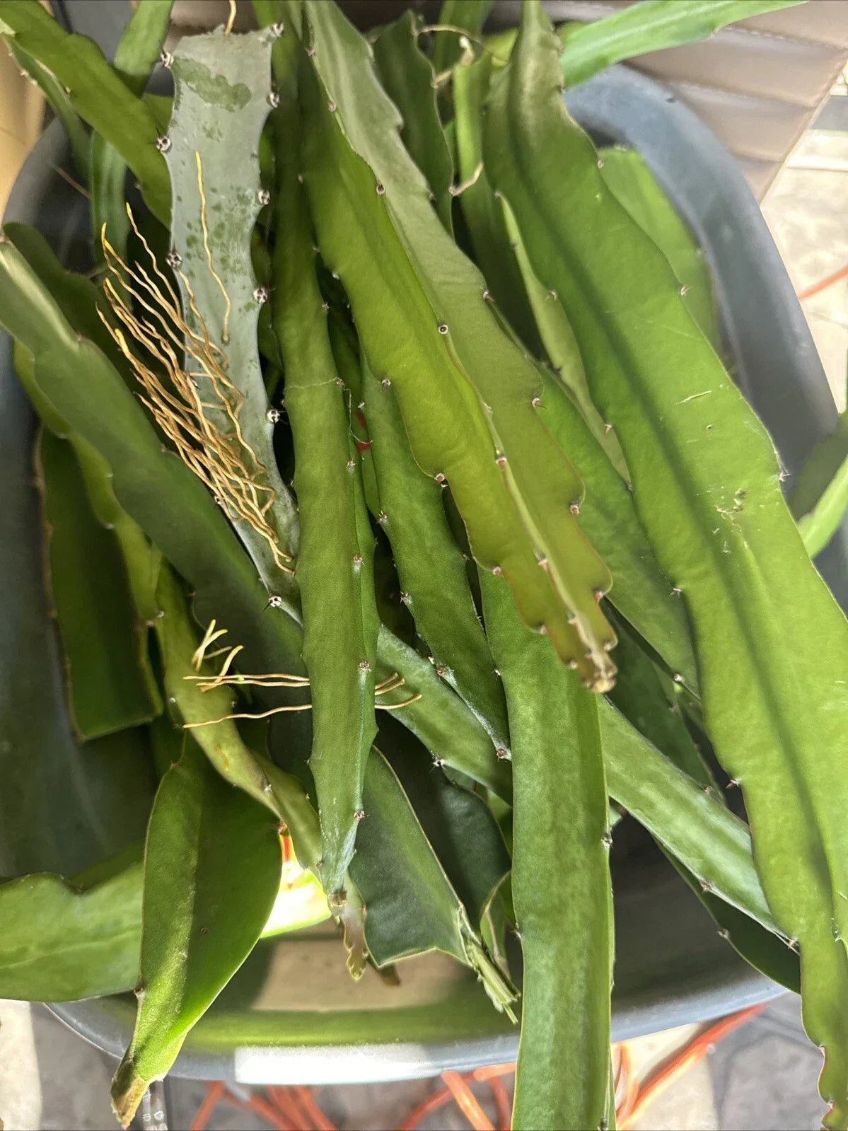 Dragon Fruit Cuttings 5 Pack Pink Skin Hylocereus undatus 8-12 Inches for Home Garden, Container, Tropical Climbing Cactus
