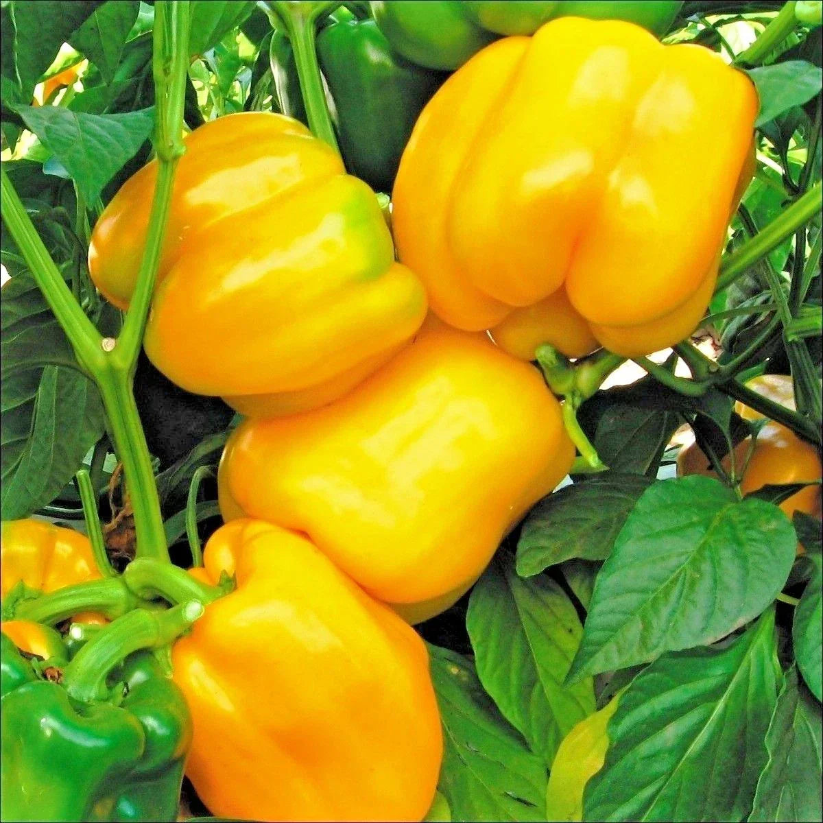 Sunbright Yellow Bell Pepper Seeds | Organic Capsicum annuum | 101+ Seeds for Container Gardening