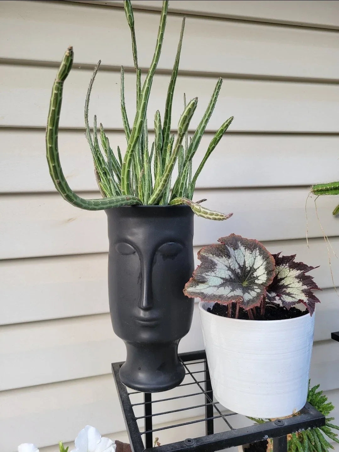 6-Inch Senecio Stapeliiformis Cutting, Pickle Plant Succulent, Unique Cactus for Indoor Decor, Drought-Tolerant Plant