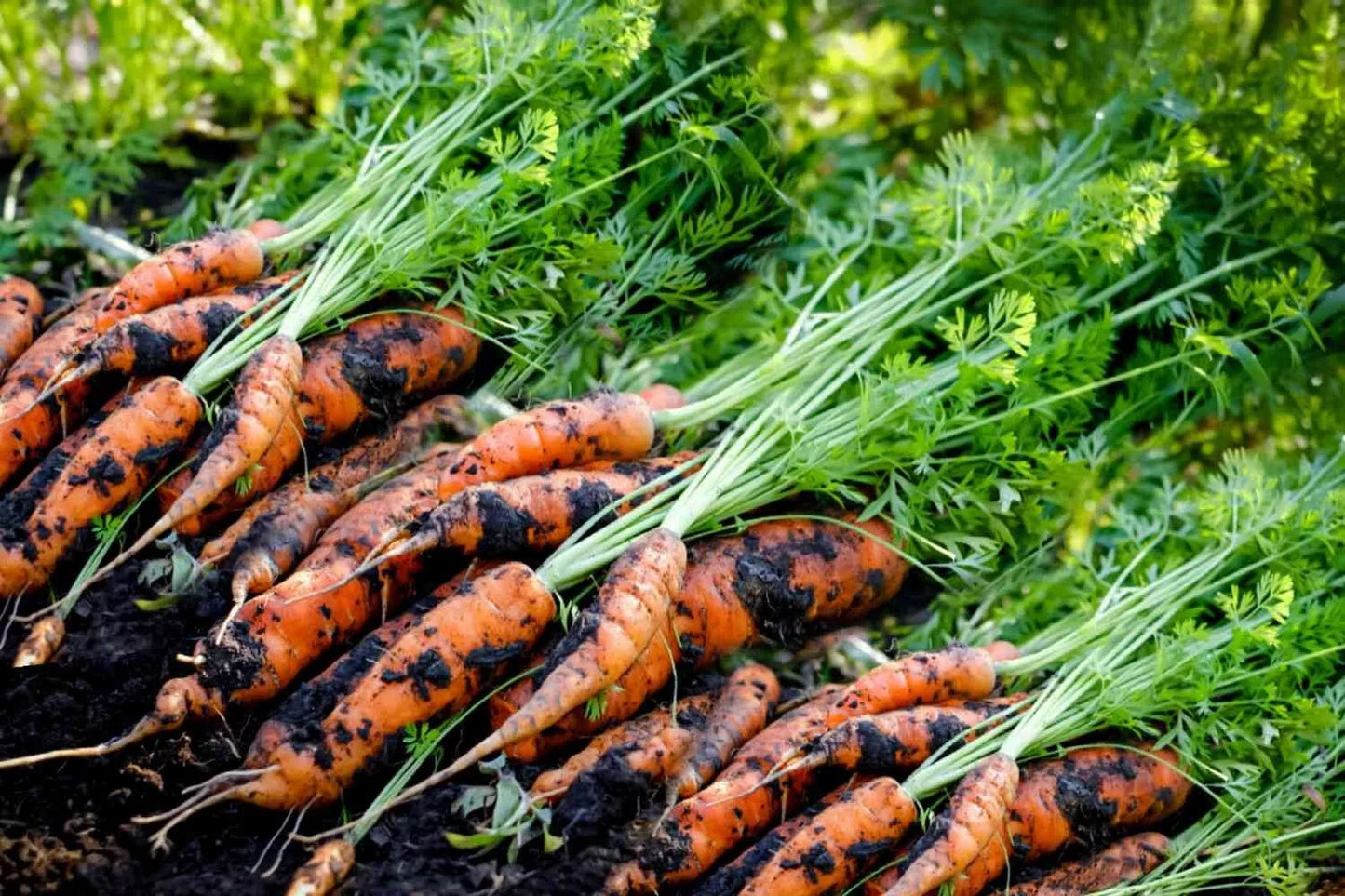Tendersweet Carrot Seeds - Heirloom Daucus carota, 500+ Seeds for Home Garden, Sweet, Crunchy, Full Sun, USA