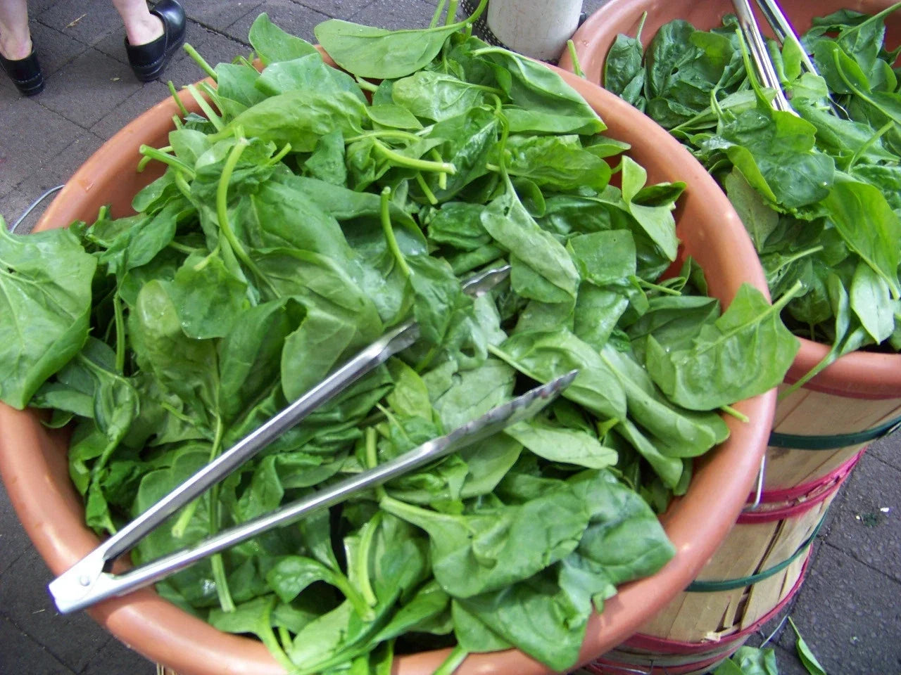 Spinach Seeds 230 Count Bloomsdale Long Standing Spinacia oleracea Non-GMO Heirloom Vegetable Seeds
