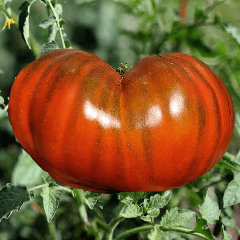 Paul Robinson Tomato Seeds - Heirloom Organic Non-GMO, 120+ Seeds, Rare Variety for Home Gardening, Solanum lycopersicum