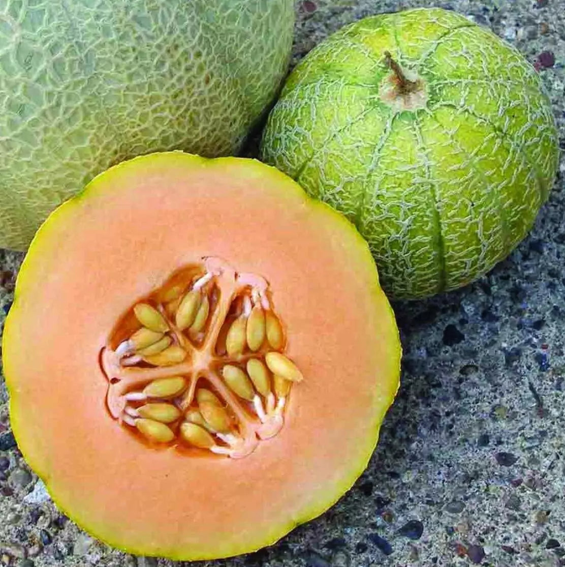 Minnesota Midget Melon Seeds 50+ Cucumis melo Compact Heirloom Sweet Cantaloupe Garden Vine Seeds