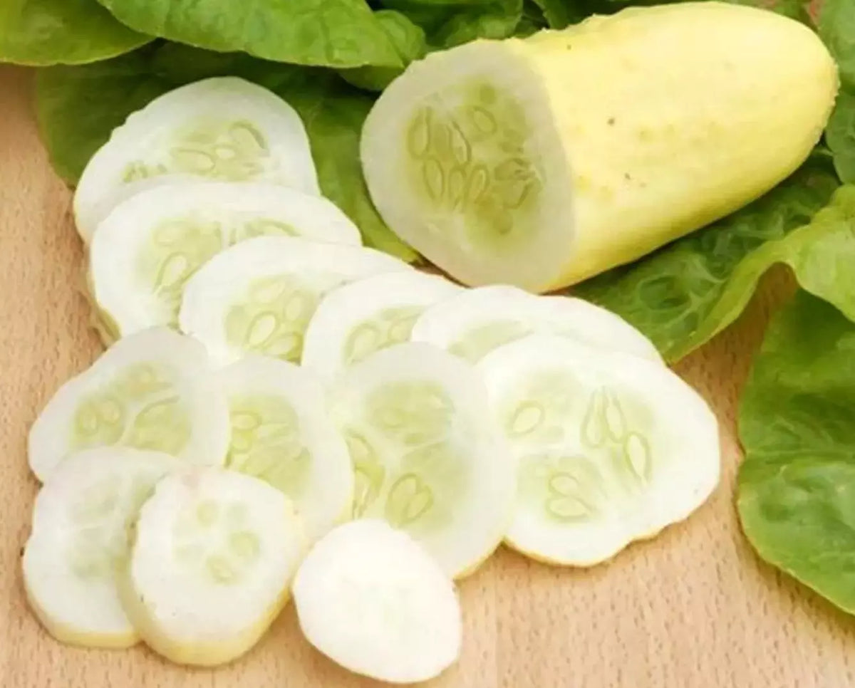 White Wonder Cucumber Seeds - Organic Heirloom, Non-GMO, Rare Variety, Cucumis sativus, Vining, 100+ Seeds