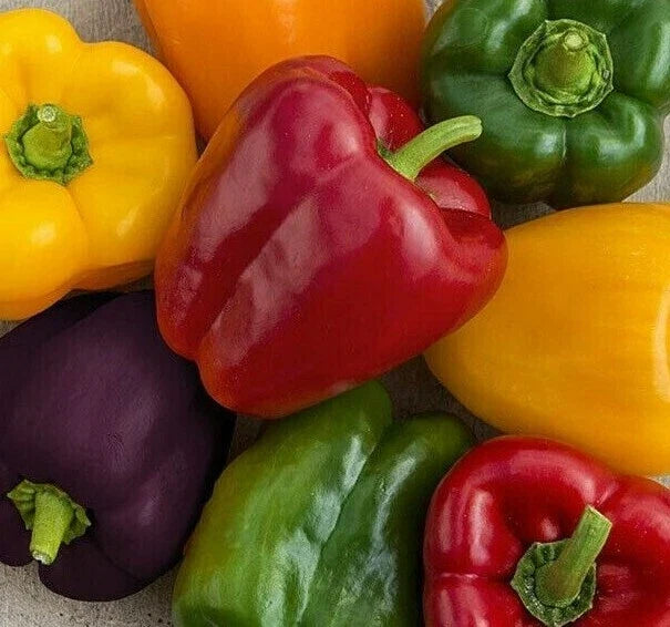 Rainbow Bell Pepper Seeds Mix - 30+ Seeds, Colorful Capsicum annuum, Garden, Container, Edible, Non-GMO