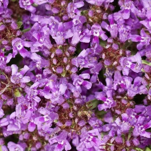 Creeping Thyme Seeds - 1,000 Non-GMO Thymus serpyllum Ground Cover, Dwarf, Purple Pink Blooms, Low Maintenance