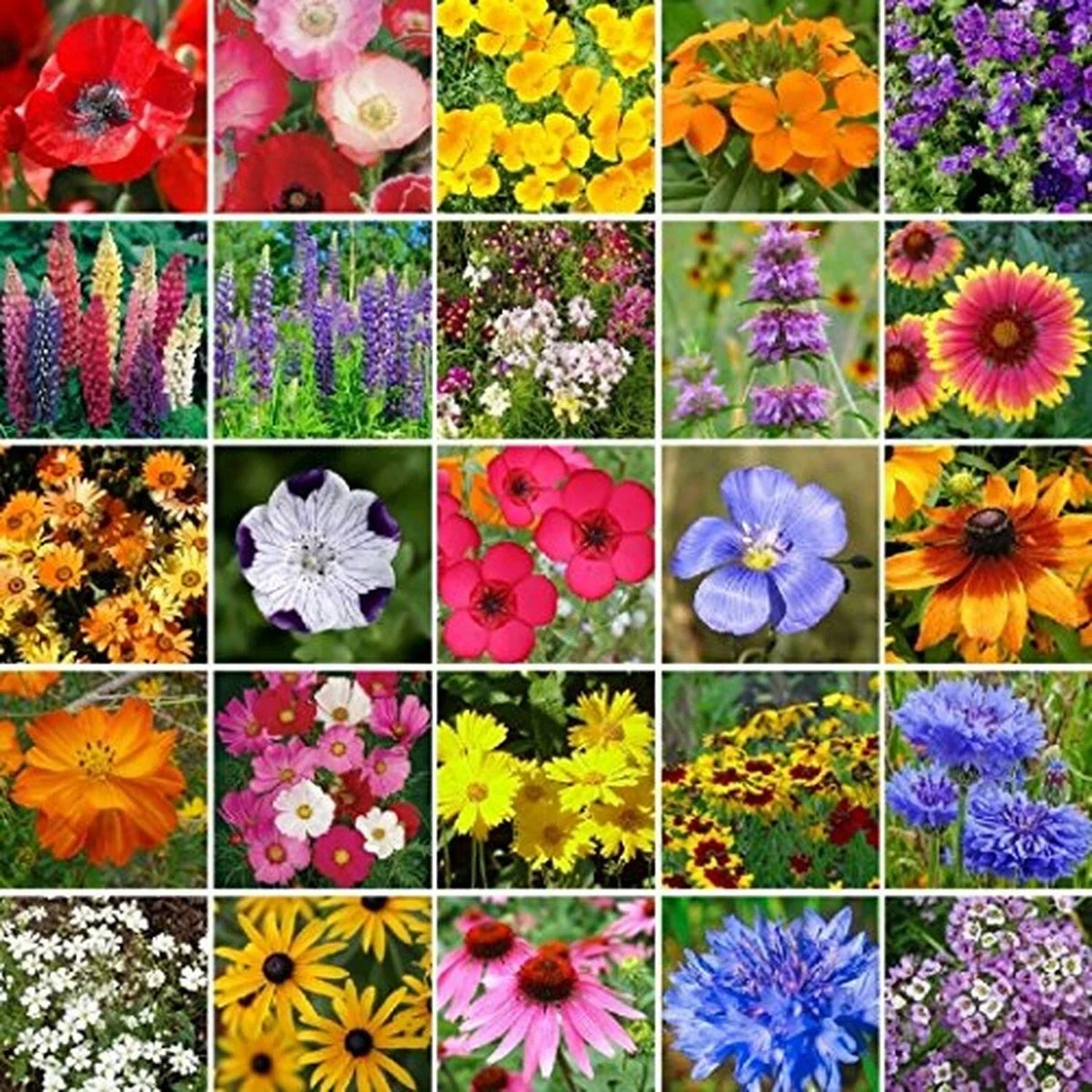 Bulk Wildflower Seed Mix – Southeast Native, Non-GMO, 450,000 Seeds for Gardening & Landscaping