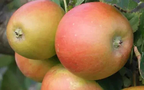 Barnack Beauty Apple Seeds - 25+ Heirloom Malus domestica Seeds for Garden Planting USA