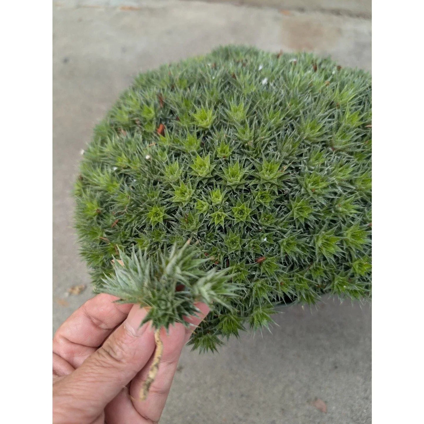 Deuterocohnia brevifolia Cuttings - Rare Tropical Succulent for Propagation