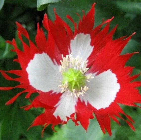 Danish Flag Poppy Seeds - 500+ Red White Annual Flower Seeds Papaver rhoeas for Garden Beds & Borders