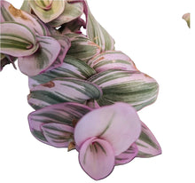 Tradescantia Nanouk Cuttings - Lilac Wandering Jew Plant in 2" or 4" Pot - Easy Care Indoor Houseplant