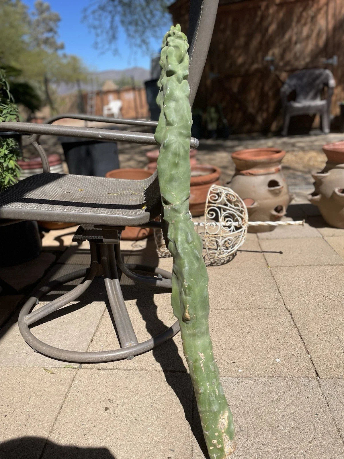 Totem Pole Cactus Cutting 3ft Pachycereus weberi Rare Exotic Indoor Outdoor Decor