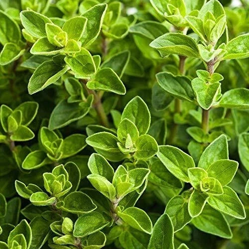 Italian Oregano Seeds 2000+ Origanum Vulgare Herb for Garden, Non-GMO, USA Grown, Culinary Spice, Indoor & Outdoor Planting