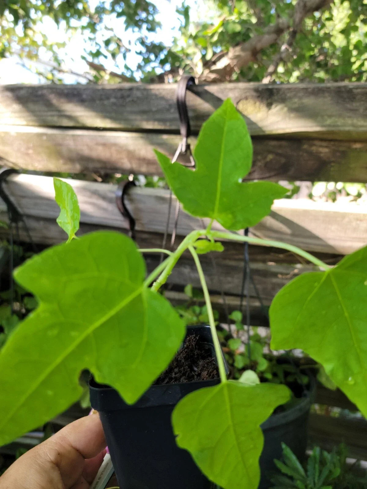 Papaya Live Plant 6-9 Inches Carica papaya Tropical Fruit Tree for Indoor & Outdoor Gardening