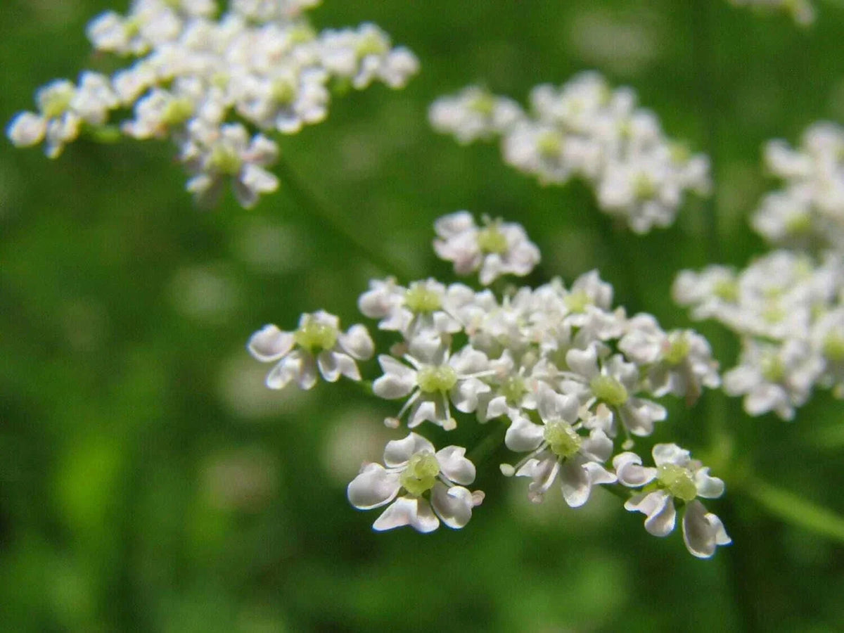 Anise Herb Seeds - 300+ Non-GMO Heirloom Organic Pimpinella anisum for Culinary & Garden Use