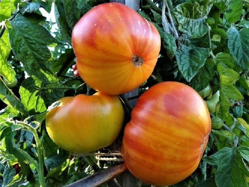 Pineapple Tomato Seeds 50 Ct Heirloom Non-GMO Solanum lycopersicum for Home Gardens & Containers
