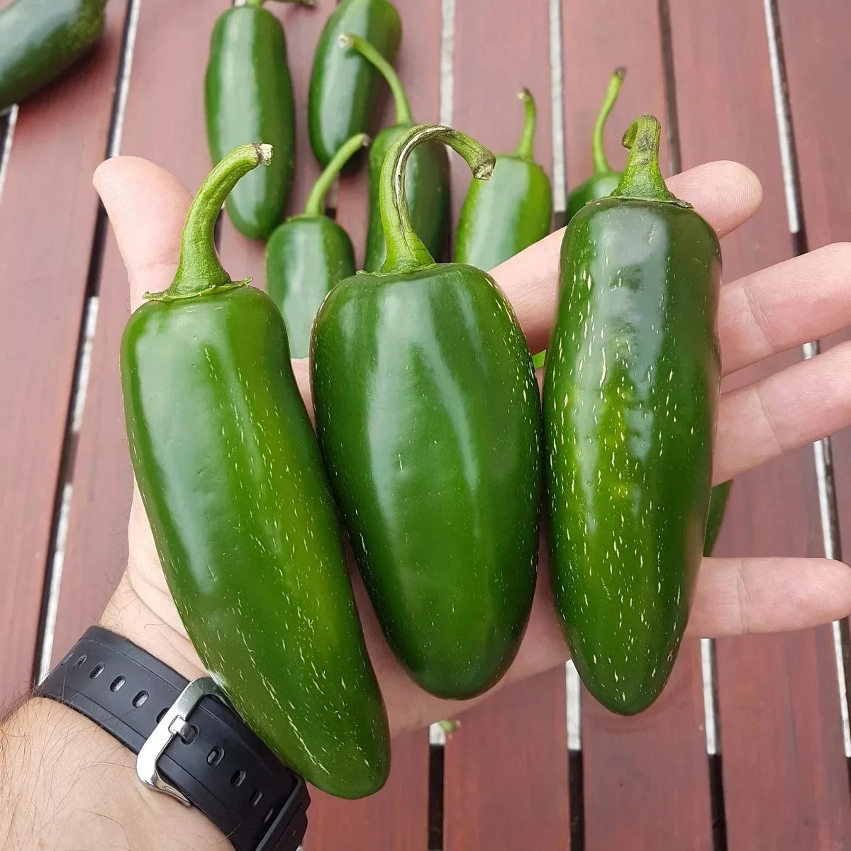 Mammoth Jalapeno Hot Pepper Seeds – Organic Non-GMO Capsicum annuum, Spicy, Large Peppers, 100 Seeds