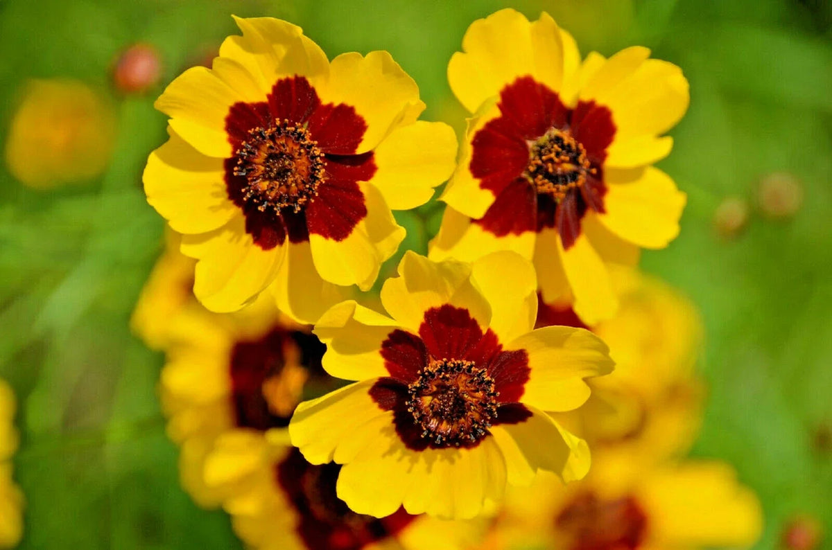 Dwarf Plains Coreopsis Seeds - Edible Medicinal Wildflower Packets | Coreopsis tinctoria Native Tickseed Seeds