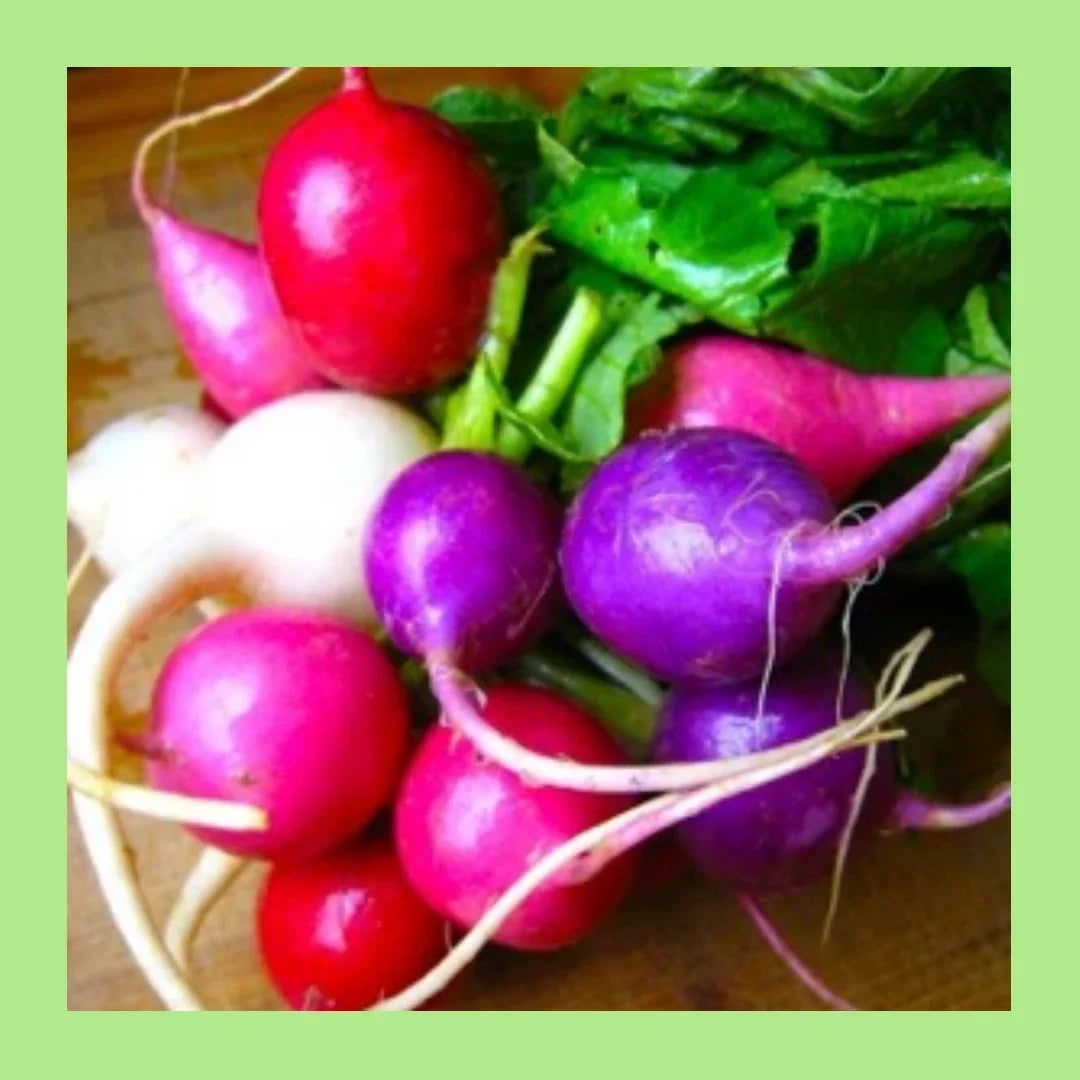 Easter Egg Radish Seeds - Colorful Mix, 180 Seeds, Raphanus sativus, Non-GMO, Fast-Growing, Perfect for Containers & Gardens