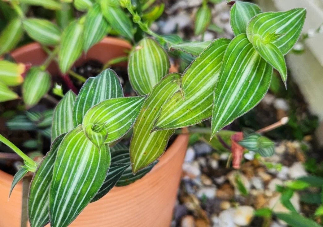 Wandering Jewel Plant - Callisia Gentlei var. Elegans - Striped Inch Houseplant - Low Light Tolerant Indoor Plant