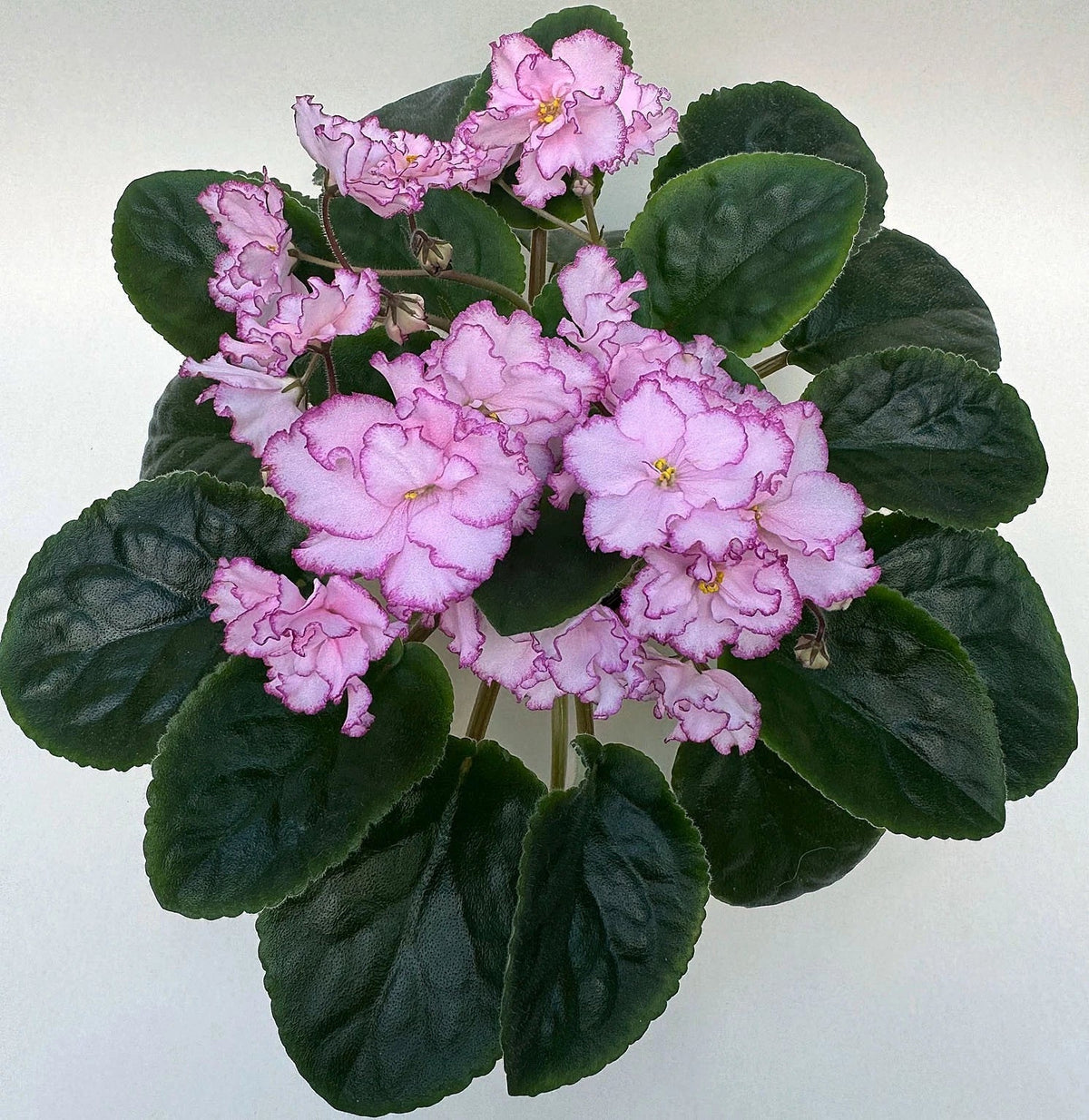 African Violet Leaf Cutting - Light Pink Double Blooms - Saintpaulia ionantha 'Ian Minuet' Indoor Plant