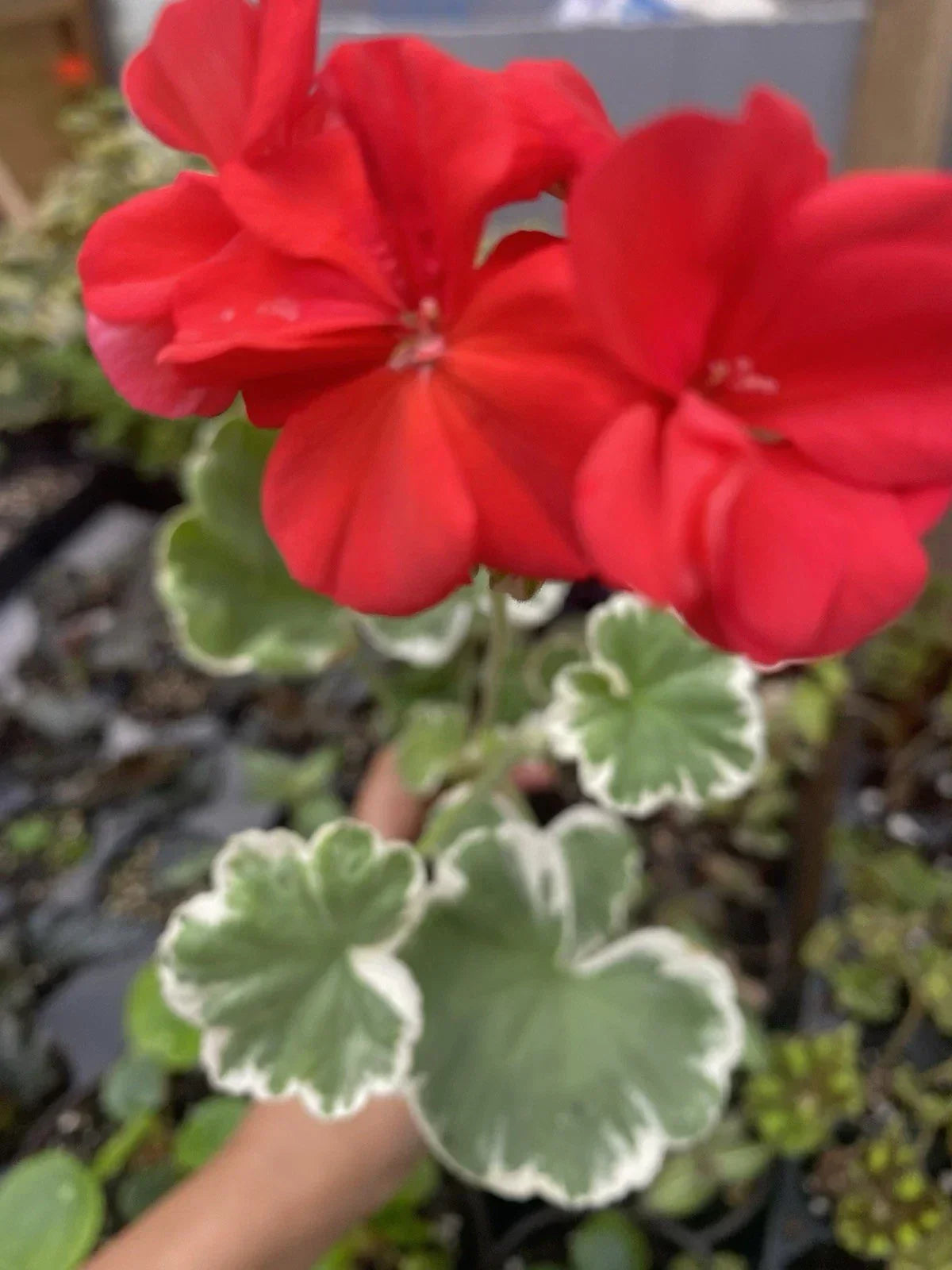 Horseshoe Geranium Plant - Madame Languth Zonal Geranium Bare Root