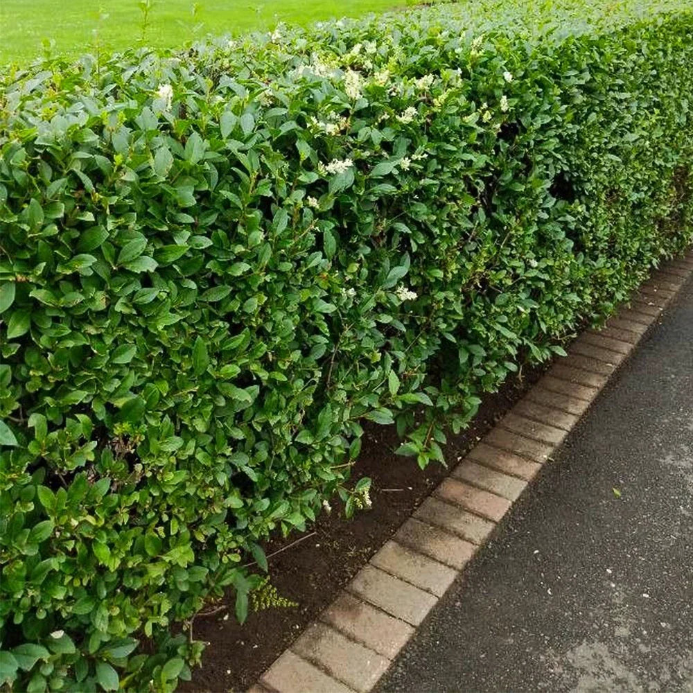 Common Privet Bush Starter Plant - Bare Root Ligustrum vulgare for Privacy Hedge & Borders