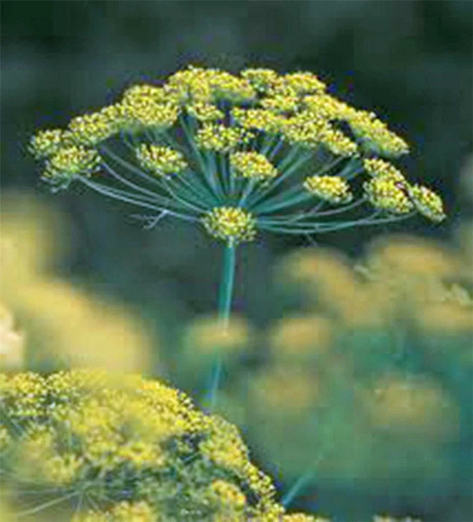 Dill Seed Bouquet Non-GMO Heirloom Anethum graveolens 25+ Seeds for Culinary & Herb Gardening