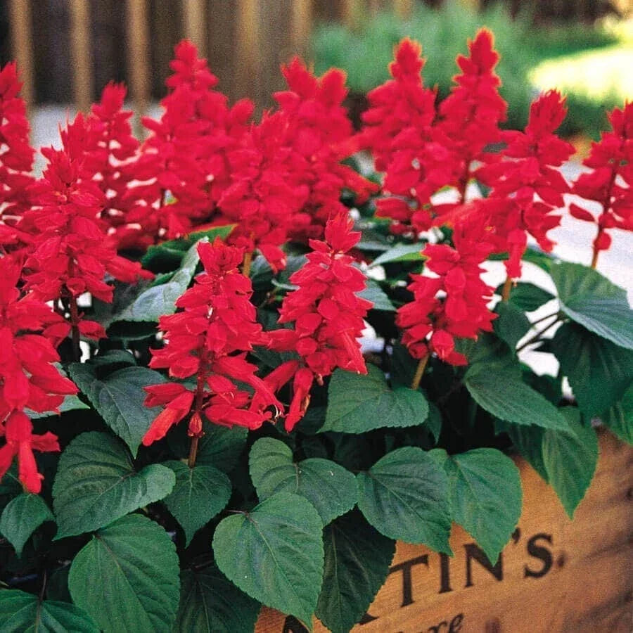 Red Salvia Live Plant 2-Pack in Pot, Vibrant Red Flowers, Salvia splendens, Easy to Grow, Pollinator Attracting, Full Sun