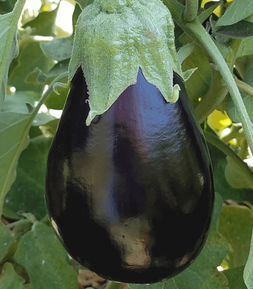 Black Beauty Eggplant Seeds - 100+ Pack, Heirloom Solanum melongena for Vegetable Garden, Culinary Cooking
