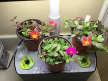 Aerogarden Flower Cuttings 8-Color Mix Indoor Hydroponic Plant Rooting Starter Kit for Winter Garden