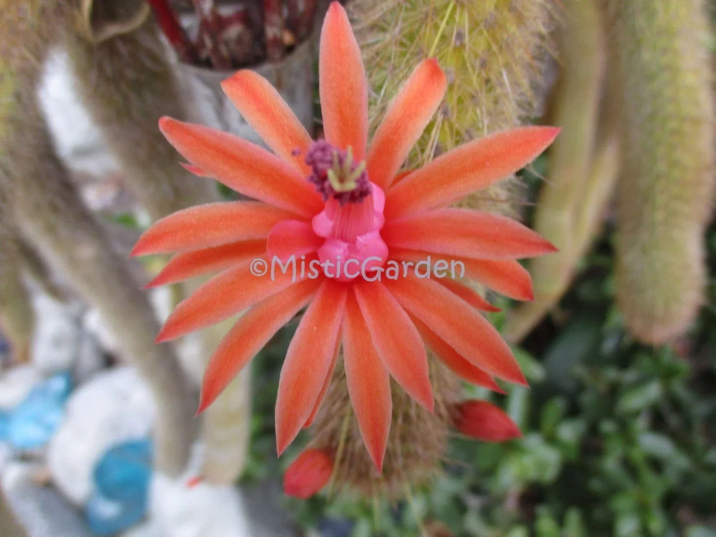 Borzicactus Rooted Plants in 1 Pot | Unique Cactus Variety | Indoor & Outdoor Decor | Borzicactus spp.