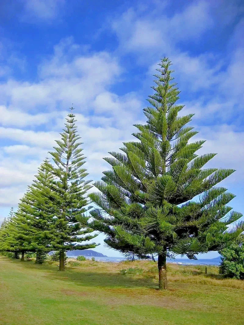 Norfolk Island Pine Seeds - Araucaria excelsa - Indoor Houseplant & Christmas Tree Variety - Pack of 10 Seeds