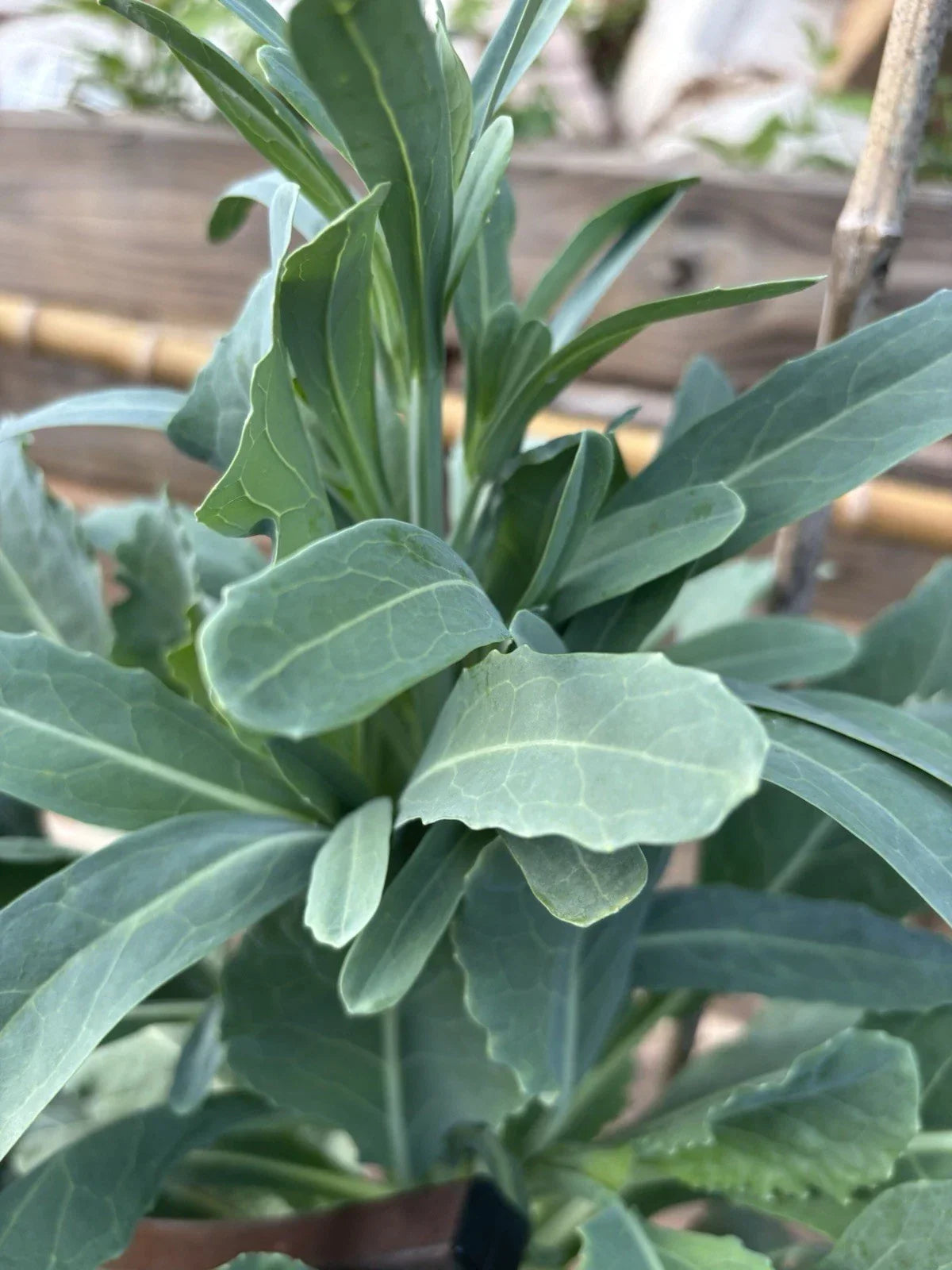 Walking Stick Kale Cuttings - 3 Pieces Brassica oleracea var. alboglabra for Vertical Gardening & Edible Greens