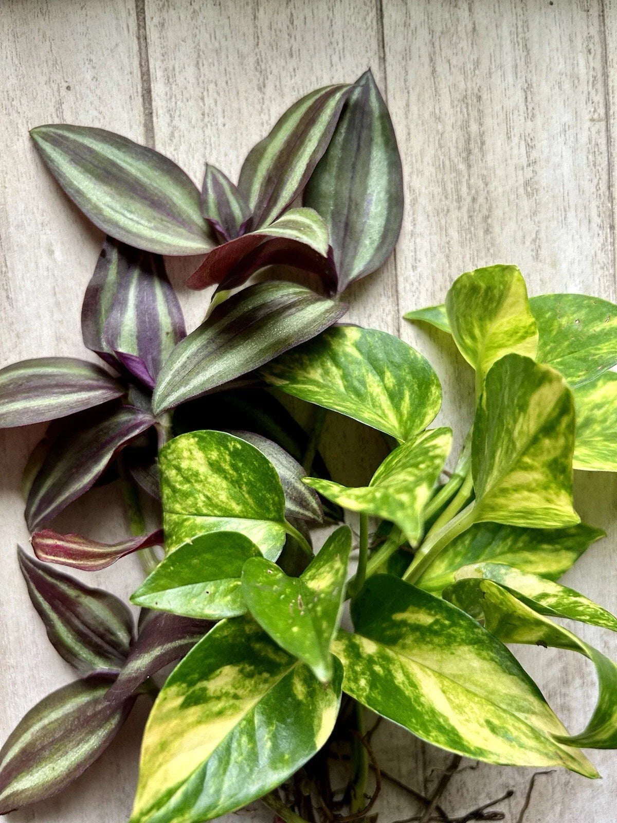 Rooted House Plant Cuttings Pack – Pothos & Wandering Jew (Epipremnum aureum & Tradescantia zebrina) for Indoor Decor