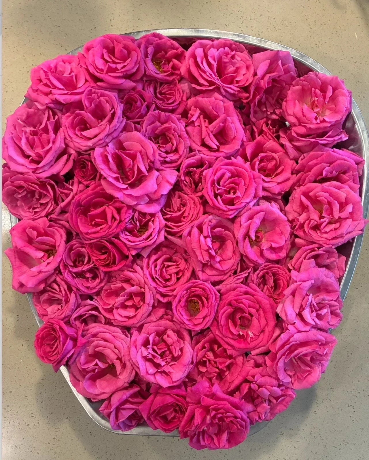 Zephirine Drouhin Thornless Rose Cuttings 5-8" - Unrooted Fresh Stems Rosa 'Zephirine Drouhin'
