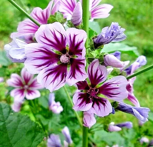 Zebra Mallow Seeds 1000 Count - Hardy Malva sylvestris Bulk Seeds