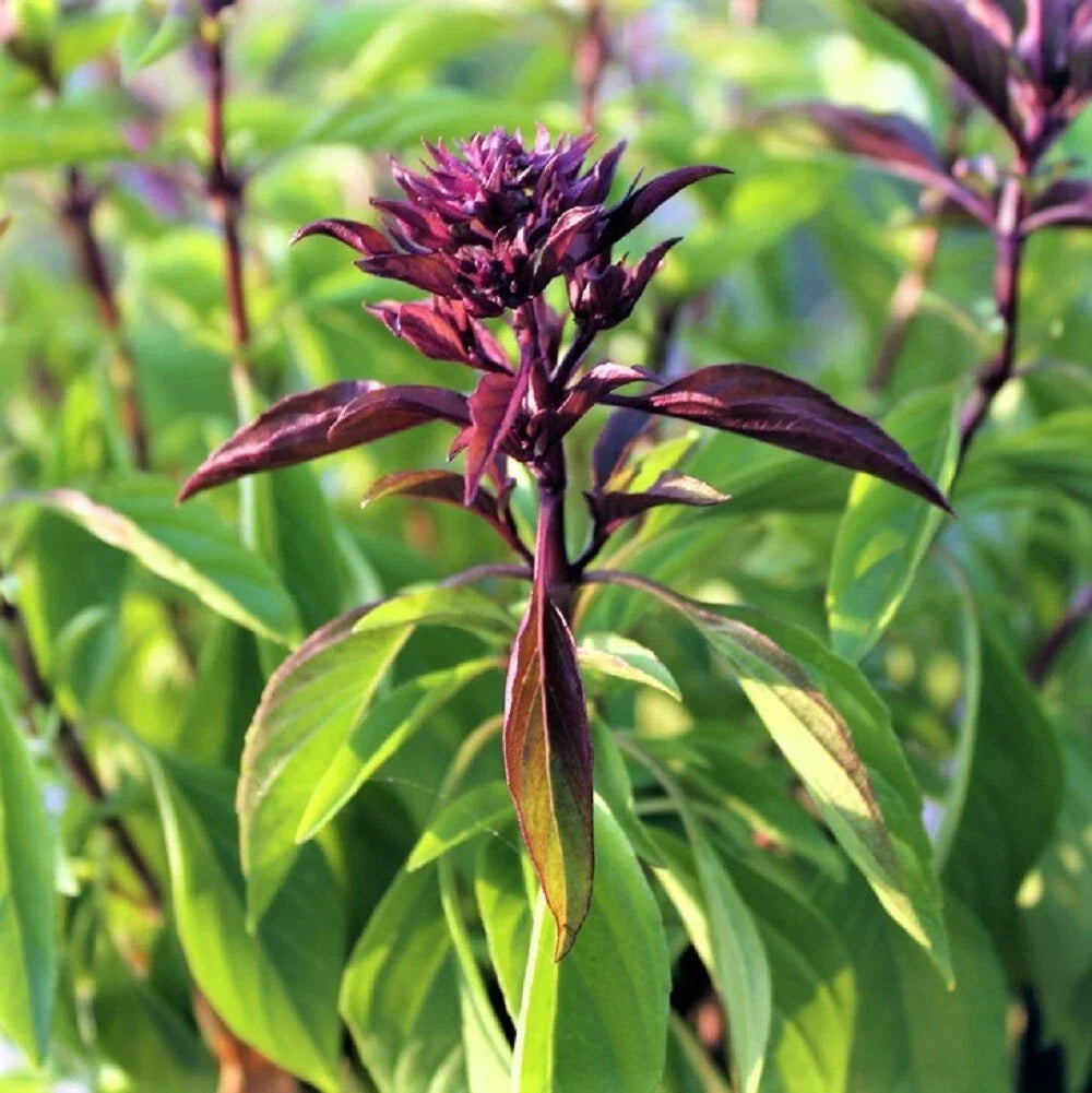 Thai Basil Seeds - 25 Pack - Aromatic Herb for Cooking - Ocimum basilicum var. thyrsiflora