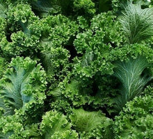 Southern Giant Curled Mustard Seeds 500+ Heirloom Non-GMO - Brassica juncea - USA Grown, Free Shipping