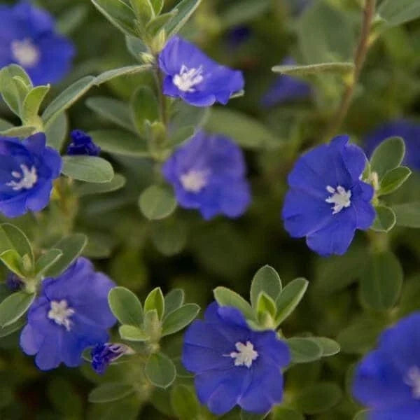Evolvulus Blue Daze Live Plant Plug - Blue Flowers, Ground Cover, Perennial, Well-Rooted, Outdoor Garden Plant, Evolvulus glomeratus