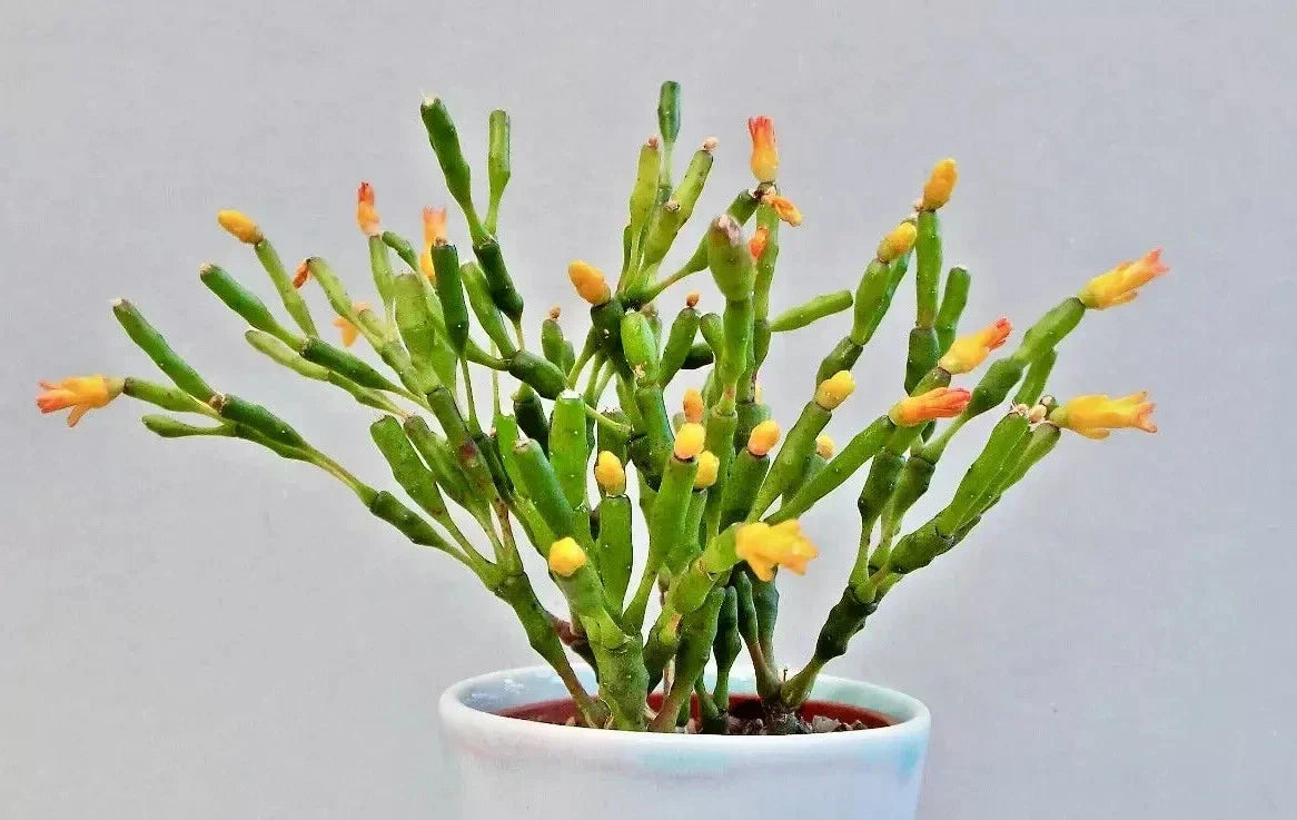 Dancing Bones Cactus Plant 2" | Hatiora salicornioides | Unique Succulent for Indoor & Outdoor Gardens