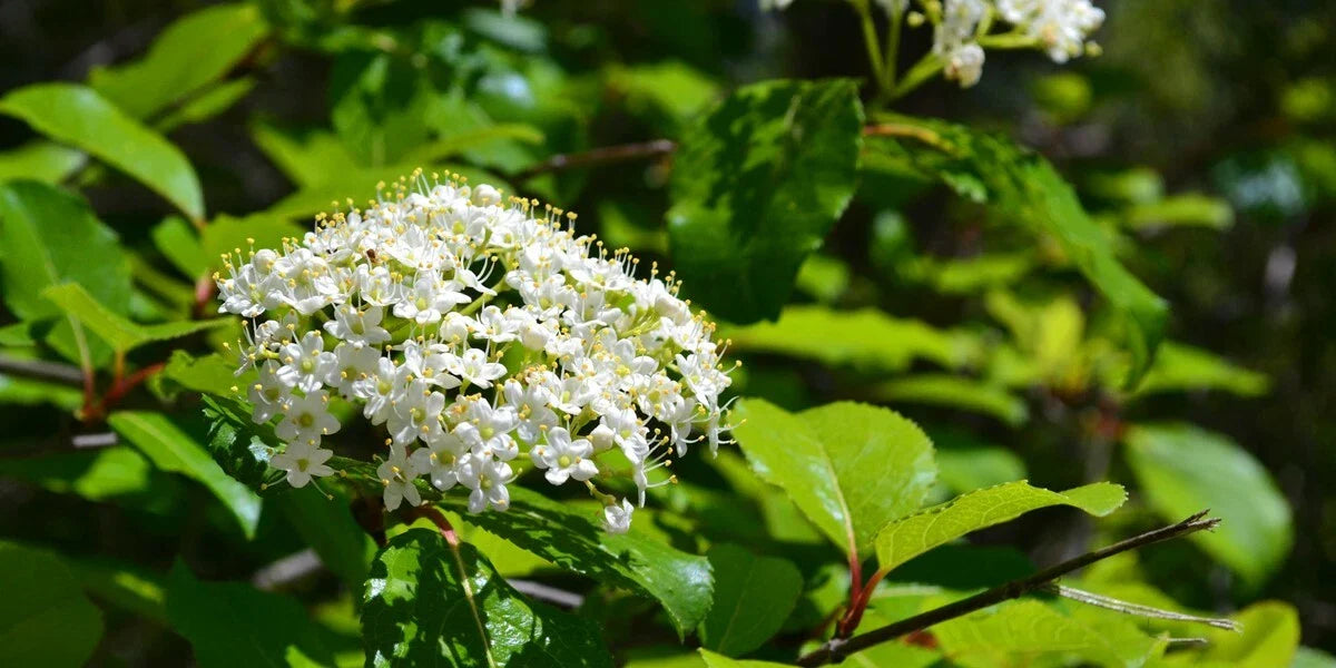 Black Haw Viburnum Shrub - Established Plant for Landscaping, Wildlife Attracting, Hardy Viburnum prunifolium