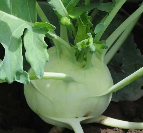 Kohlrabi Early White Vienna Seeds - 100+ Brassica oleracea Cool-Weather Variety