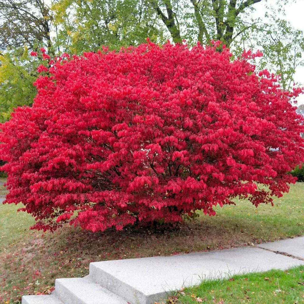 Burning Bush Cuttings - 15 Unrooted Euonymus alatus Propagation Material for Garden Landscaping