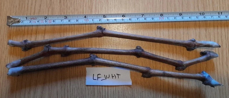 Grape Vines Cuttings - Ladyfingers White Variety - 3 Plant Cuttings - Vitis vinifera for Home Garden & Vineyard