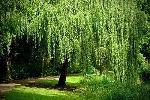 Golden Weeping Willow Tree Cuttings - 2 Live Salix babylonica Plants