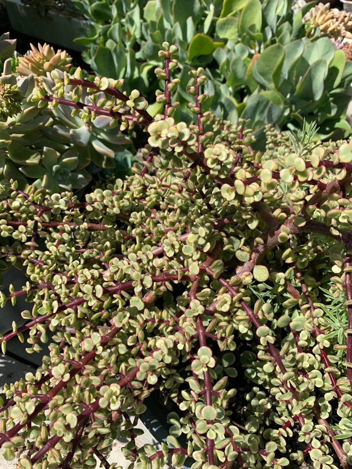 Variegated Elephant Bush Cuttings - 6 Live Succulent Plants - Portulacaria afra Variegata for Propagation & Decor