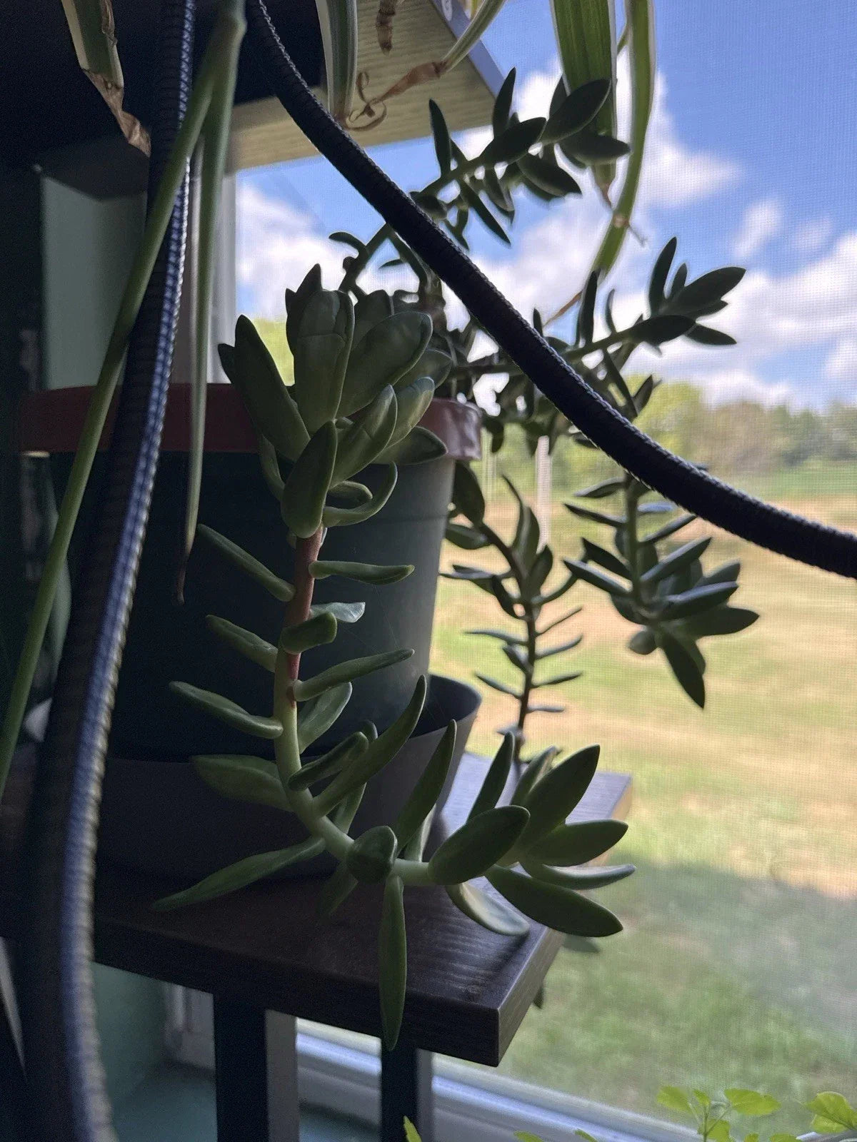 Succulent Leaves for Propagation - Pack of 4 Varieties - Indoor & Outdoor Gardening - Low-Growing, Rosette-Forming Plants